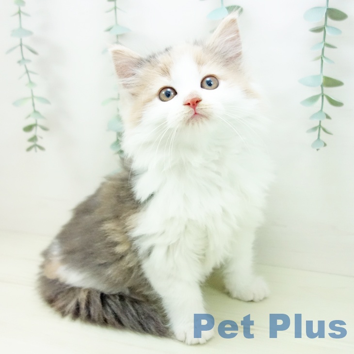 ノルウェージャンフォレストキャット