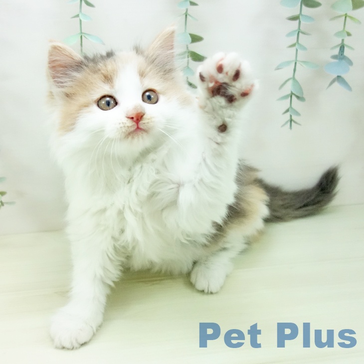 ノルウェージャンフォレストキャットの写真2