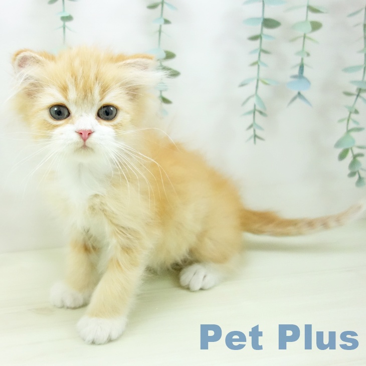 スコティッシュフォールド