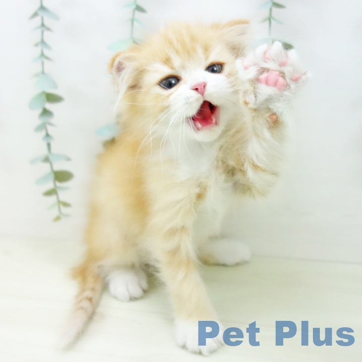 スコティッシュフォールドの写真2