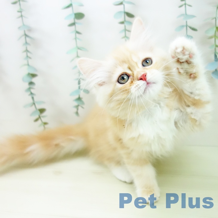 ミヌエットの写真2