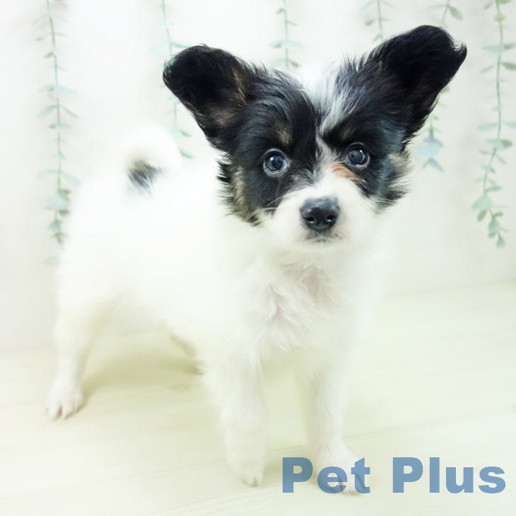 パピヨンの写真2