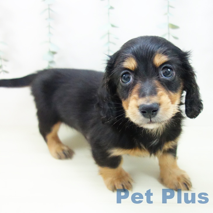 ミニチュア・ダックスフンド