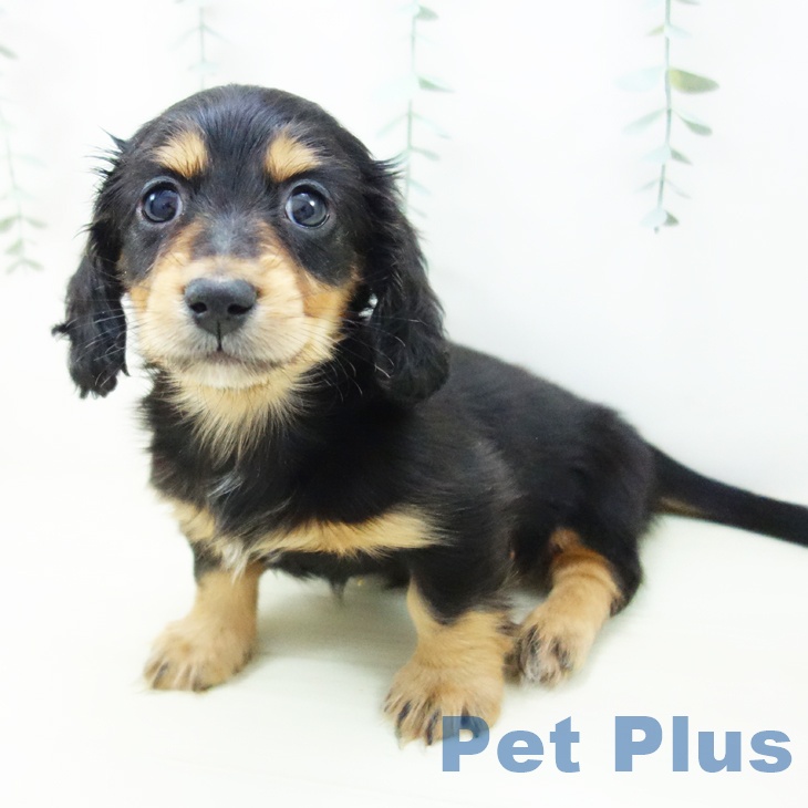 ミニチュア・ダックスフンドの写真2