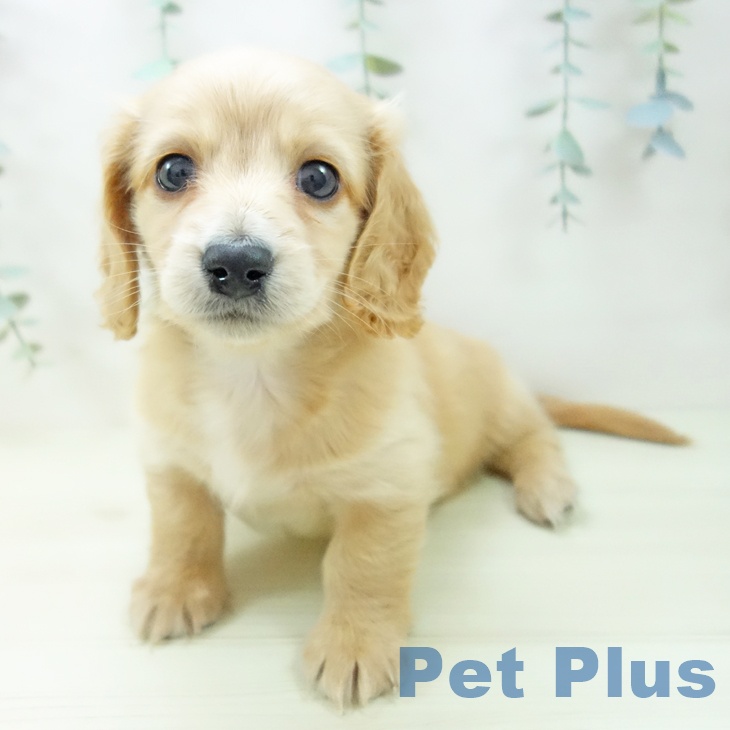 ミニチュア・ダックスフンド