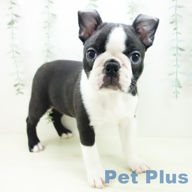 ボストン・テリア