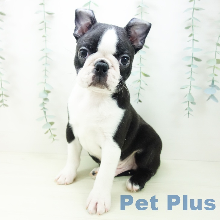 ボストン・テリアの写真2