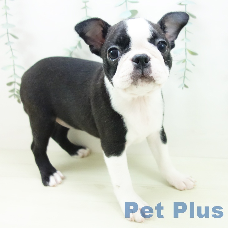 ボストン・テリア