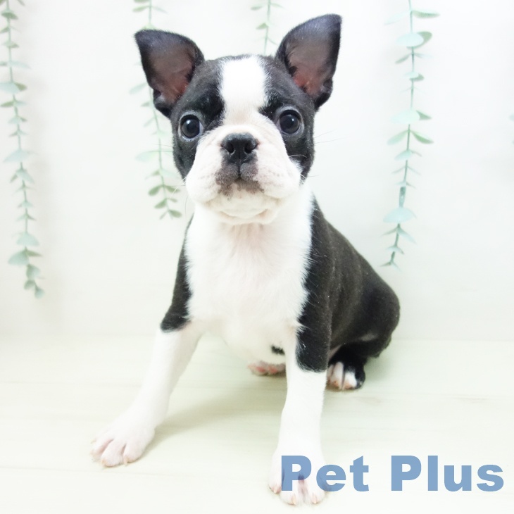 ボストン・テリアの写真2