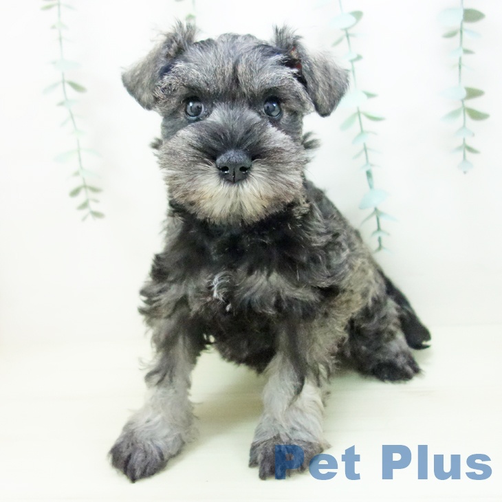 ミニチュア・シュナウザー