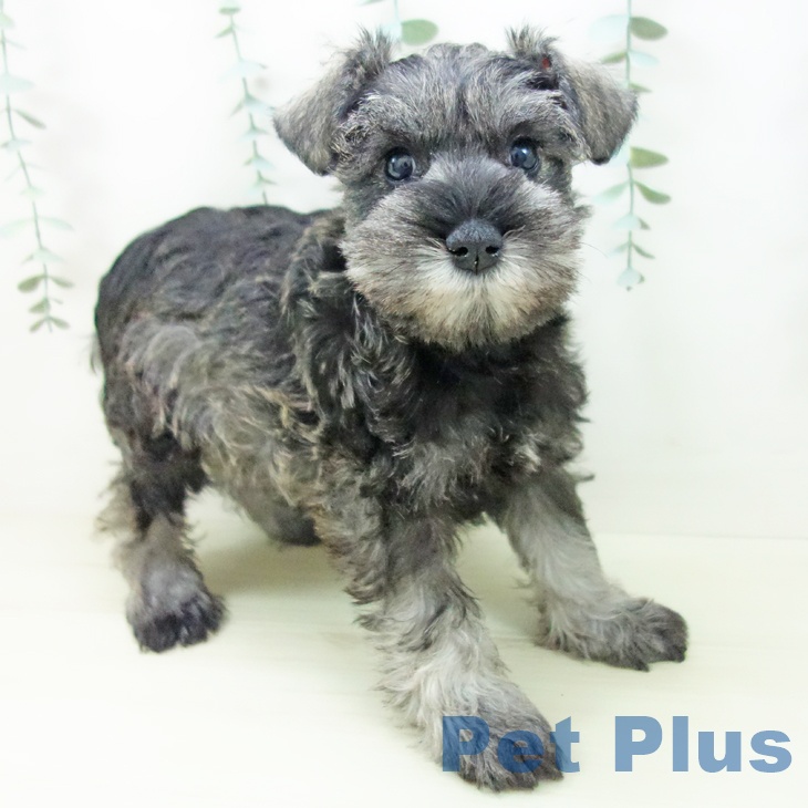 ミニチュア・シュナウザー