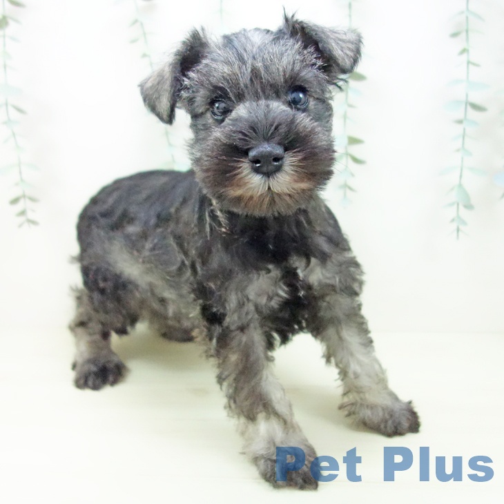 ミニチュア・シュナウザー