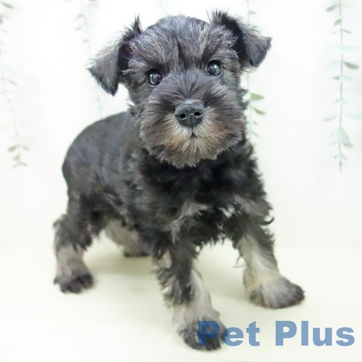 ミニチュア・シュナウザー