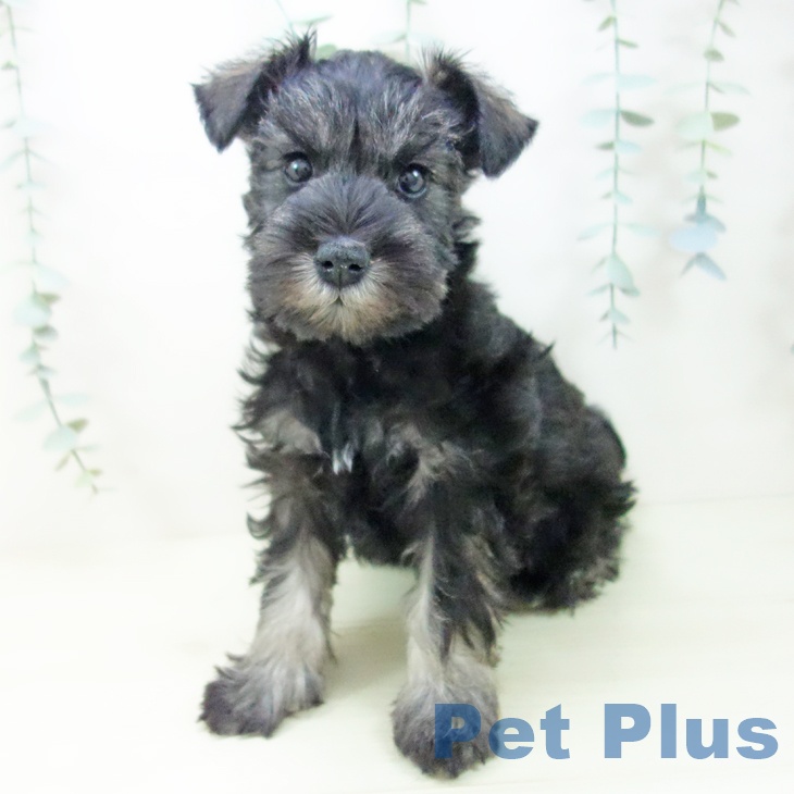 ミニチュア・シュナウザー