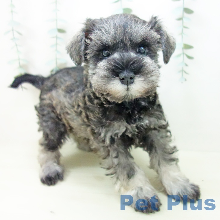 ミニチュア・シュナウザー