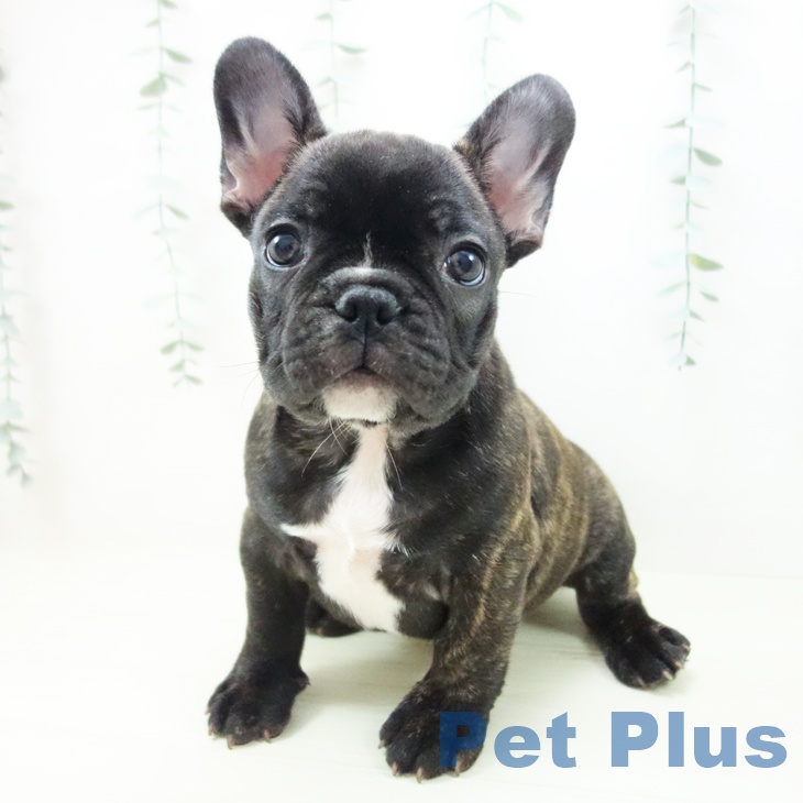 フレンチ・ブルドッグ