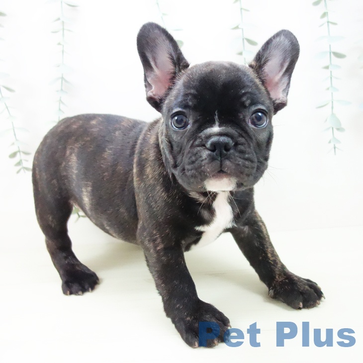 フレンチ・ブルドッグの写真2