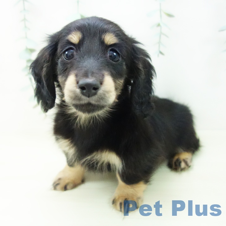 ミニチュア・ダックスフンド