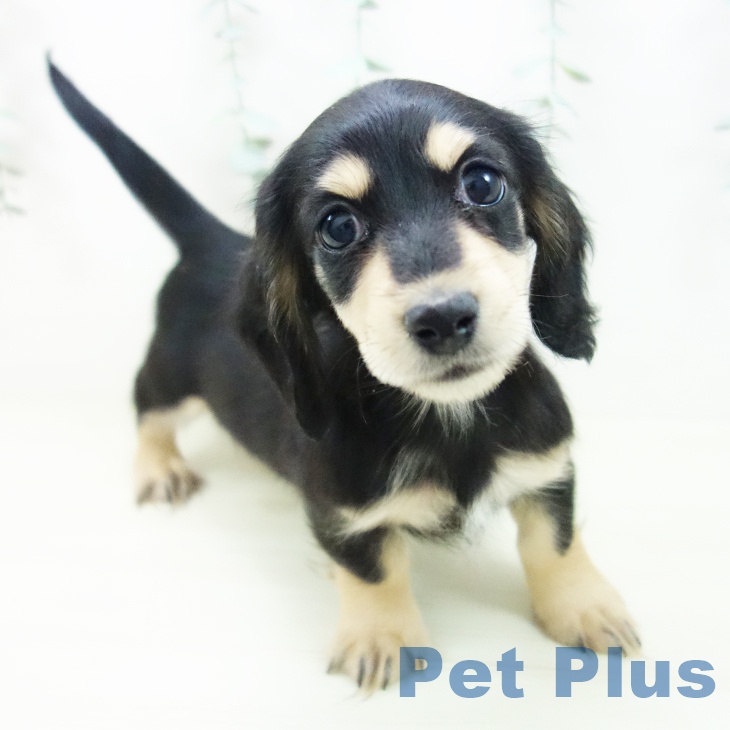 ミニチュア・ダックスフンド