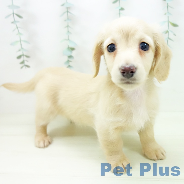 ミニチュア・ダックスフンド