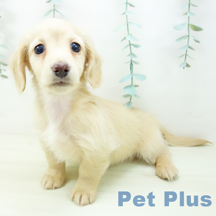 ミニチュア・ダックスフンドの写真2