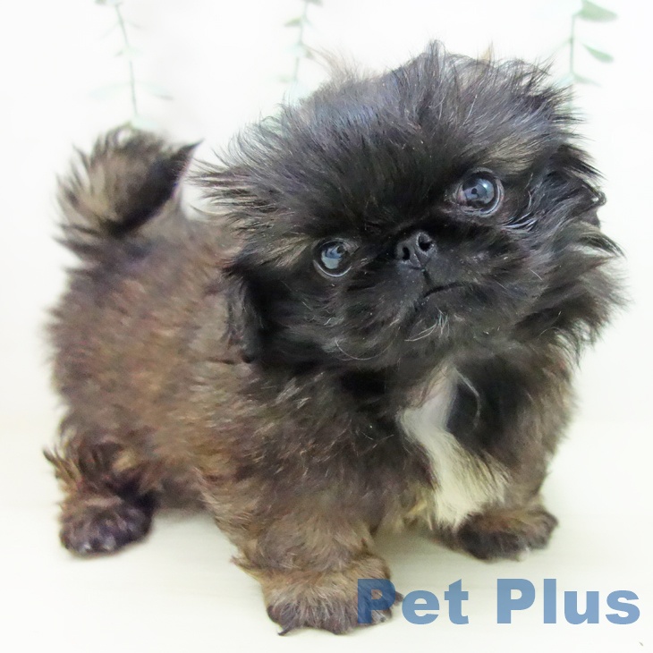 ペキニーズの写真2