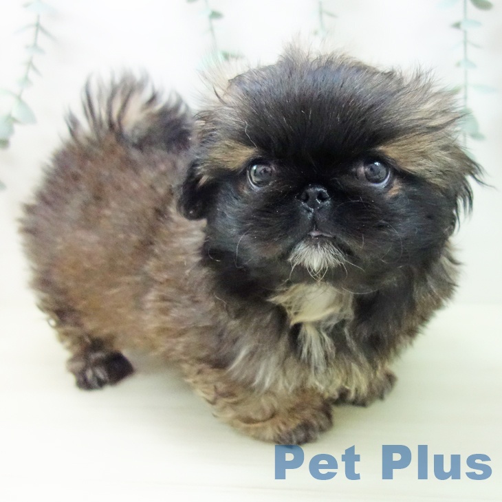 ペキニーズの写真2