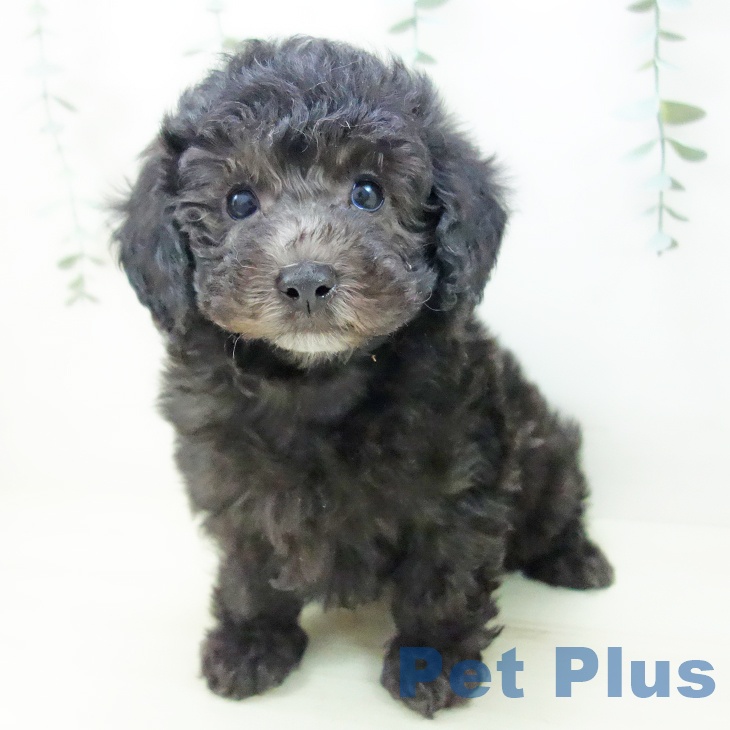 トイ・プードル