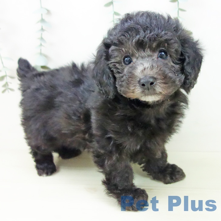 トイ・プードルの写真2