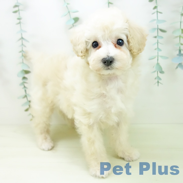 トイ・プードル