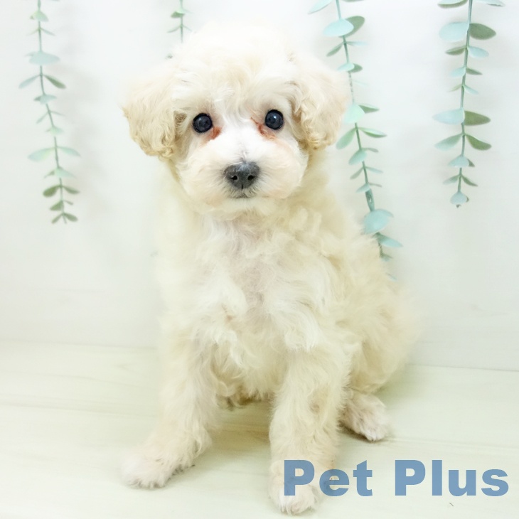 トイ・プードルの写真2