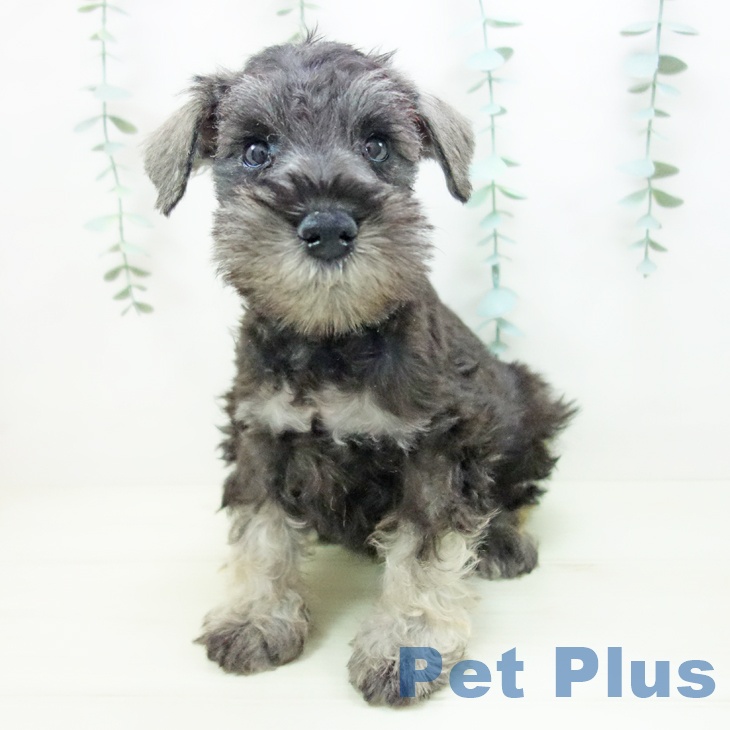 ミニチュア・シュナウザー