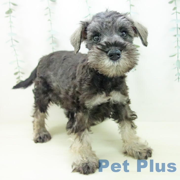 ミニチュア・シュナウザー