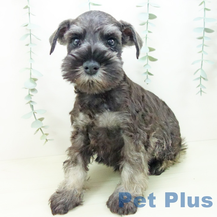 ミニチュア・シュナウザー