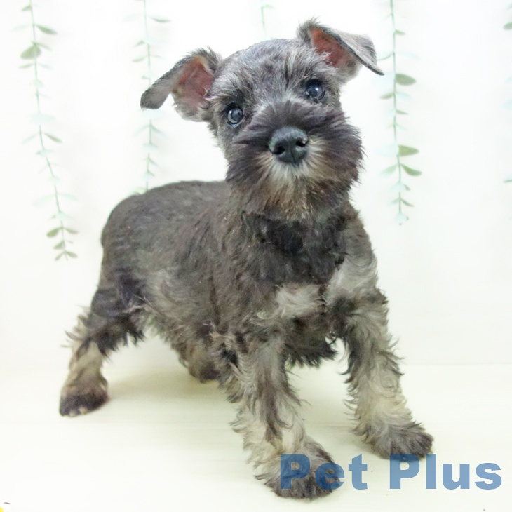 ミニチュア・シュナウザー