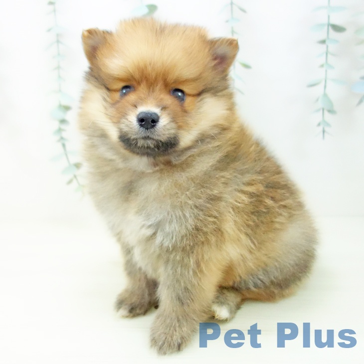 ポメラニアンの写真2