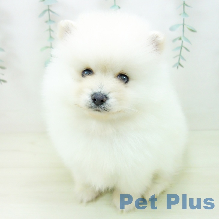 ポメラニアンの写真2