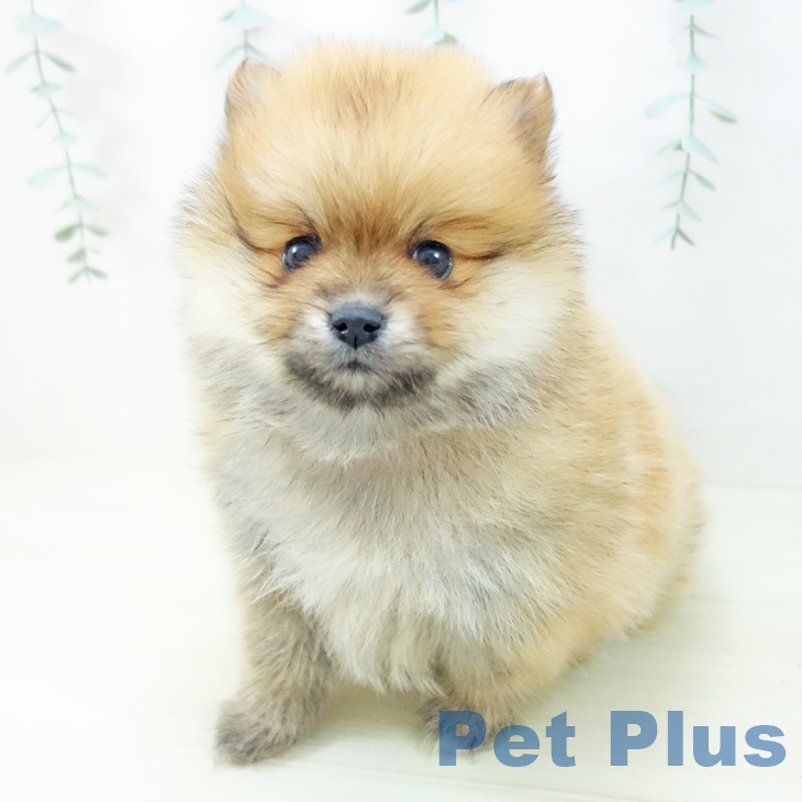 ポメラニアンの写真2