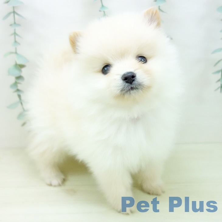 ポメラニアンの写真2
