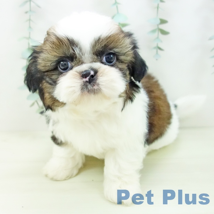 シー・ズーの写真2