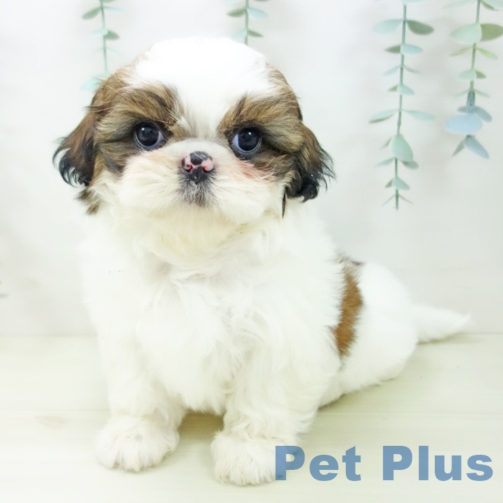 シー・ズーの写真2