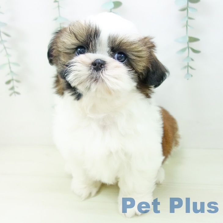 シー・ズーの写真2