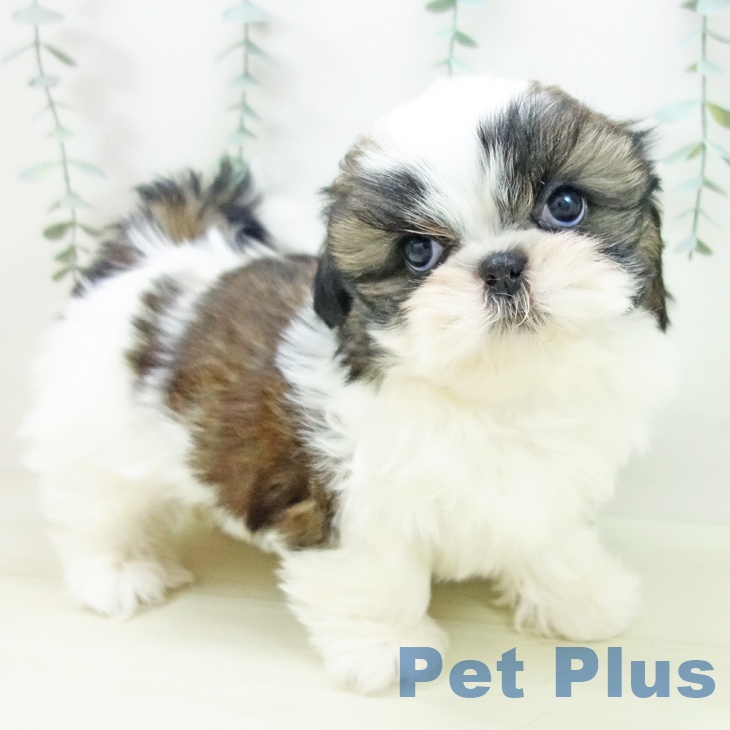 シー・ズーの写真2