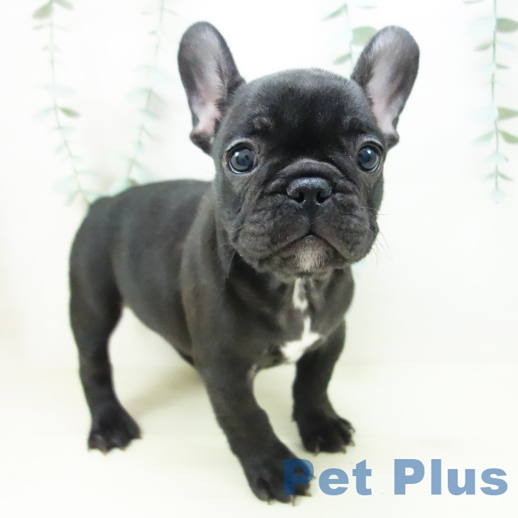 フレンチ・ブルドッグ