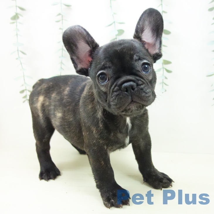 フレンチ・ブルドッグ