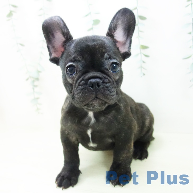 フレンチ・ブルドッグの写真2