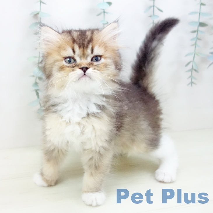 スコティッシュフォールド