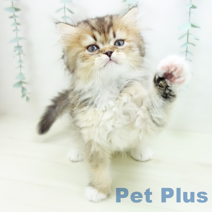 スコティッシュフォールドの写真2