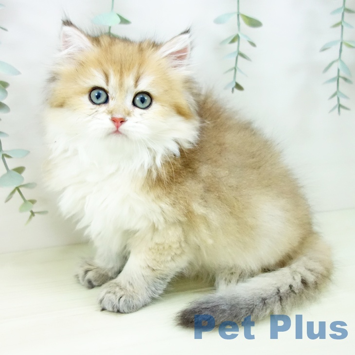 スコティッシュフォールド