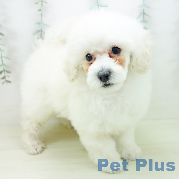 トイ・プードルの写真2